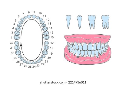 Human tooth jaw anatomy. Sketch style drawing. Infographics in dentistry. Vector illustration