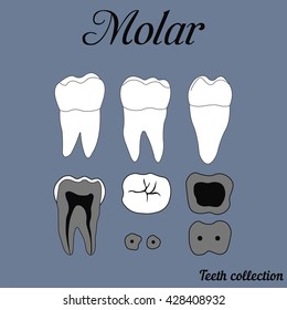 Human tooth - molar - tooth anatomy - dentine, enamel, pulp, root, vector for design or printing