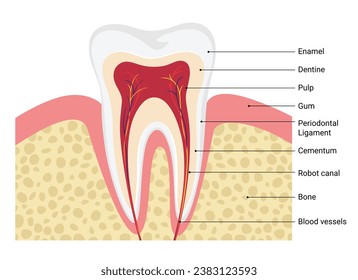 Human tooth structure and composition