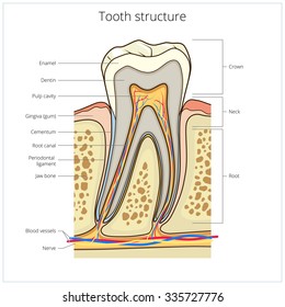 Human tooth structure medical science educational vector illustration