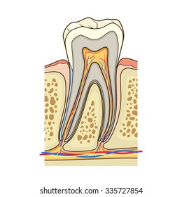 Human tooth structure medical science educational vector illustration