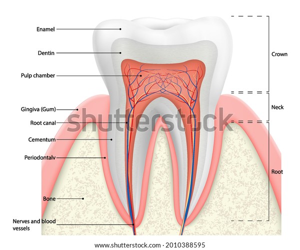 Human tooth structure vector diagram.  Cross\
section scheme representing tooth layers enamel, dentine, pulp with\
blood vessels and nerves, cementum and structures around it. Dental\
anatomy concept.