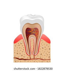  Diagrama vectorial de estructura dental humana.Concepto dental. Plantilla de afiches educativos, infografías de anatomía médica. 