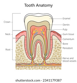 Human tooth structure vertebral column diagram schematic vector illustration. Medical science educational illustration