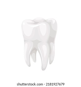 Ilustración vectorial de dientes humanos. Caricatura aislada molar blanco 3d con esmalte y raíz brillantes sanos, modelo para estudiar higiene dental y atención médica, medicina y odontología, anatomía
