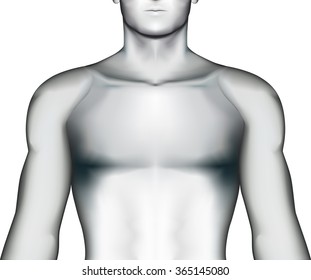 Human Torso On White Background, Vector