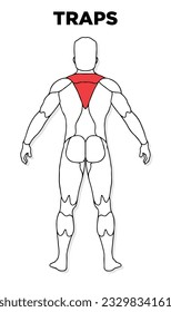 Human Traps muscle male anatomy model vector, perfect for gym illustration, health, medicine and biology lessons.