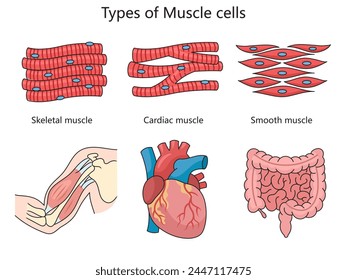 Human types of muscle cells skeletal, cardiac, and smooth muscles with examples of each muscle's location in the body structure diagram vector illustration. Medical science educational illustration