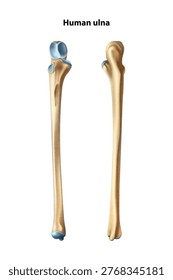 Human ulna. Isolated vector illustration