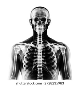 Human upper body skeleton X-ray view. Minimal monochrome halftone illustration symbolizing anatomy, medical imaging, healthcare, diagnosis, science, and human body structure on white background.