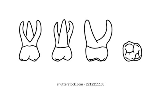 Human upper jaw teeth. Outline, anatomical, hand drawn illustration on white background. Vector Stock.
