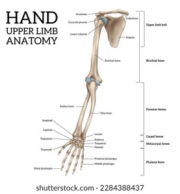 Human upper limb anatomy anterior view realistic infographic vector illustration