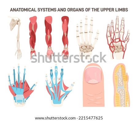 Human upper limbs different anatomical systems organs and structures. Skeletal, muscular system and cardiovascular system. Flat vector illustration