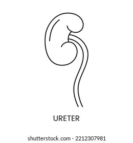Human ureter icon line in vector, illustration of the internal organ of the urinary system.