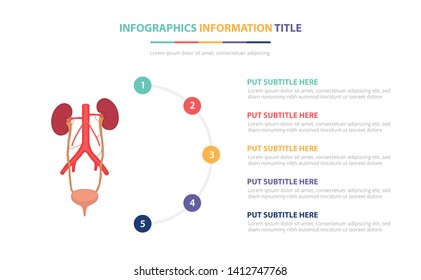 human ureter infographic template concept with five points list and various color with clean modern white background - vector