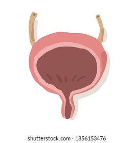 vejiga urinaria humana; Ilustración vectorial dibujada a mano como impresión en bloques de madera