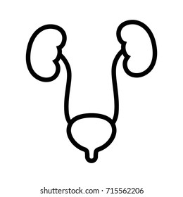 Human Urinary Bladder System With Kidneys, Ureters And Urethra Line Art Vector Icon For Health Apps And Websites