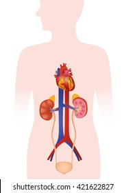 Human Urinary Organs, Heart, Kidney, Bladder, Vector Illustration