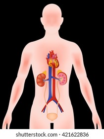 human urinary organs, heart, kidney, bladder, vector illustration