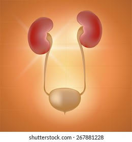 Human urinary system 
