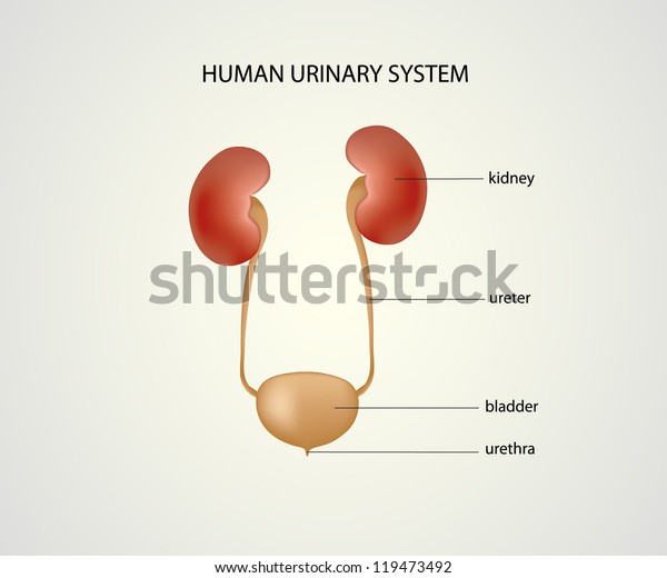 Human Urinary System Stock Vector Royalty Free