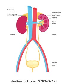Human urinary system anatomy diagram. Kidney, bladder, ureter and adrenal gland structure with labeled internal parts. Medical educational scheme. Simplicity vector illustration