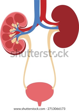 Human Urinary System Anatomy Diagram