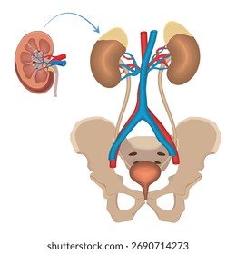 Human Urinary System Anatomy with Kidneys, Ureters, Bladder and Blood Vessels Medical Educational Diagram.
