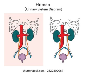 Human urinary system diagram for students