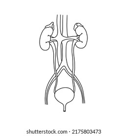 The human urinary system, drawn by lines on white background. Vector Stock illustration.