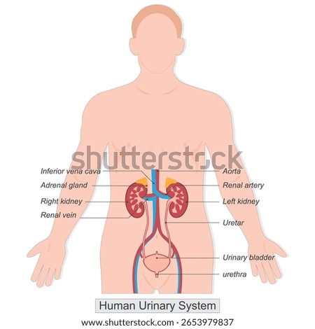 The human urinary system also known as the renal system is responsible for filtering waste from the blood and producing urine, which is then eliminated from the body.Medical Healthcare,vector.