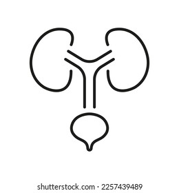Human Urinary System Line Icon. Health Bladder and Kidney Linear Pictogram. Urology Disease Outline Icon. Anatomical Healthy Internal Organs. Editable Stroke. Isolated Vector Illustration.