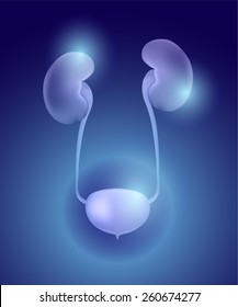Human urinary system on blue background.