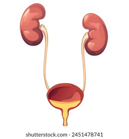 Human urinary system on white background, vector illustration