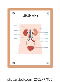 Menschliches Urinsystem Poster Clip Art Cartoon Stil, Vektordesign. Anwendung in Krankenhaus-oder Klinik Wand-Plakatkartoon Konzept. Zeichentrickstil des Harnsystems. Konzept der Krankenhaus- und Klinikabteilung