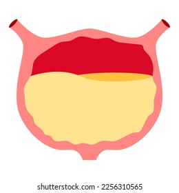 Human urine muse icon flat vector illustration of human organ excretory system symbol for web design medicine anatomy for clinic hospital