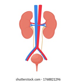 Human urine system, kidney and bladder with vien isolated on white background, organ model stock vector illustration 
