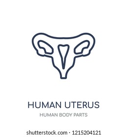 Human Uterus icon. Human Uterus linear symbol design from Human Body Parts collection.
