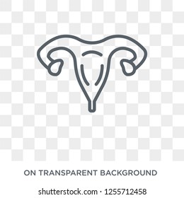 Human Uterus icon. Trendy flat vector Human Uterus icon on transparent background from Human Body Parts collection. High quality filled Human Uterus symbol use for web and mobile