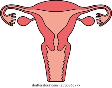The human uterus isolated on white background