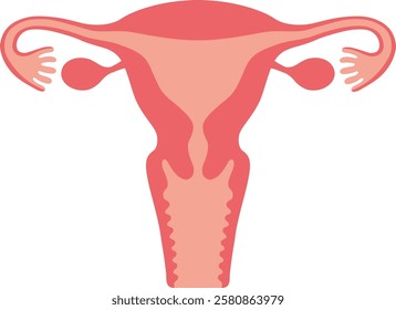 The human uterus isolated on white background