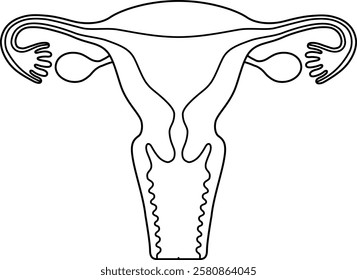 The human uterus isolated on white background