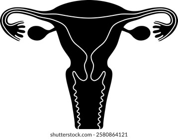 The human uterus isolated on white background