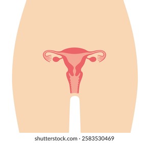 The human uterus isolated on white background