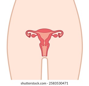 The human uterus isolated on white background