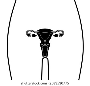 The human uterus isolated on white background