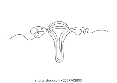 Human uterus organ in continuous one line drawing. Editable vector.