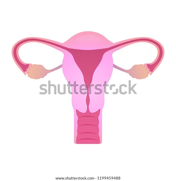 Human Uterus Ovaries Female Reproductive System Stock Vector (Royalty ...