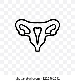 Human Uterus vector linear icon isolated on transparent background, Human Uterus transparency concept can be used for web and mobile