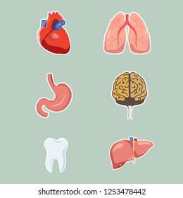 Human vector organs set. Heart, lungs, liver, brain, tooth and stomach. Parts of human anatomy, medical illustration in colorful flat style. Great illustrations for medical researches, infographic. 